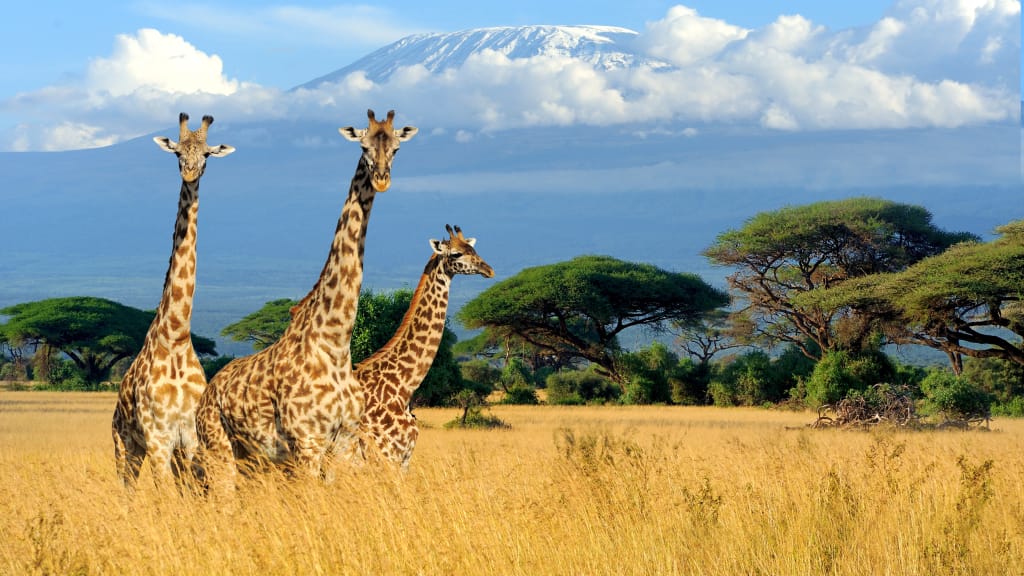Tourisme au Kenya : quelles formalités remplir ?